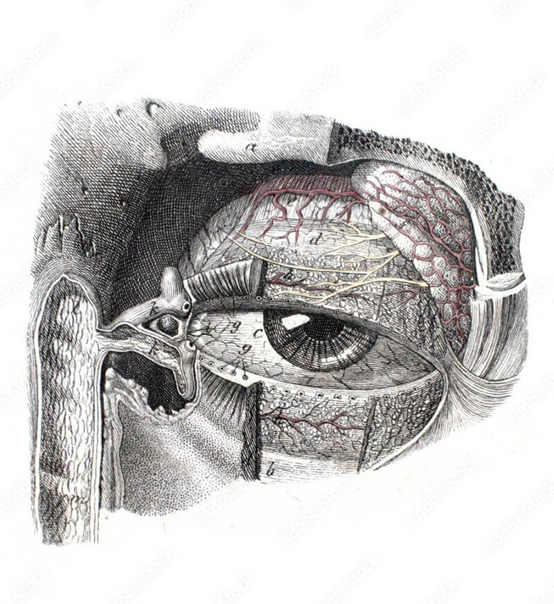 Fragmental Eye Orbital Fractures | Maryland Eye & Face